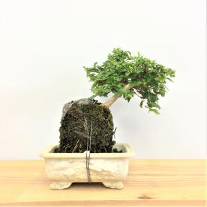 盆栽　匂い楓(ハマクサギ)石付き