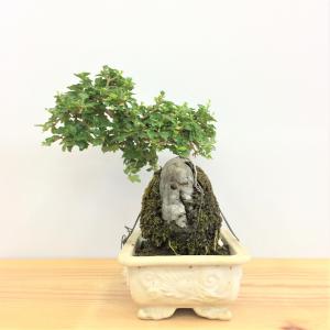 盆栽　匂い楓(ハマクサギ)石付き