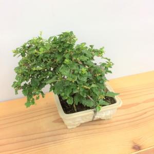 盆栽　匂い楓(ハマクサギ)石付き