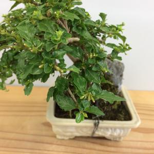 盆栽　匂い楓(ハマクサギ)石付き