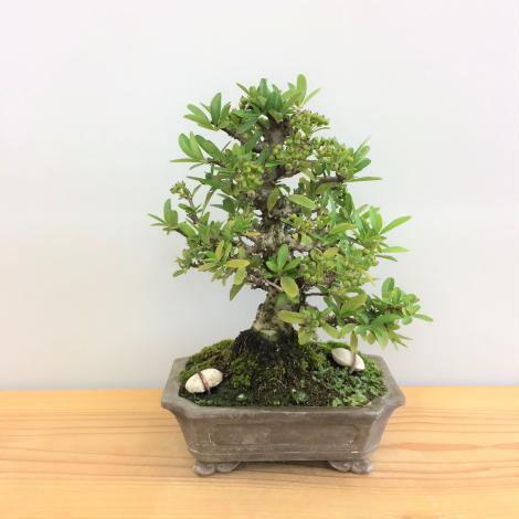 盆栽　ピラカンサ