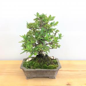 盆栽　ピラカンサ