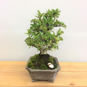 盆栽　ピラカンサ