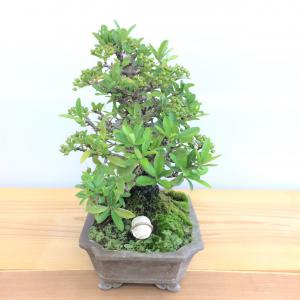 盆栽　ピラカンサ
