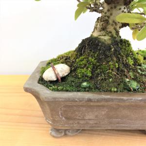 盆栽　ピラカンサ