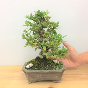 盆栽　ピラカンサ