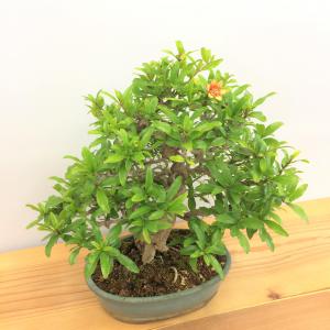 盆栽　ネジカンザクロ