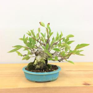 盆栽　ズミ