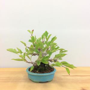 盆栽　ズミ