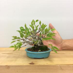 盆栽　ズミ