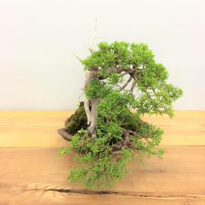 盆栽　真柏