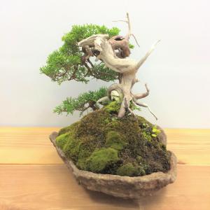 盆栽　真柏