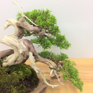 盆栽　真柏