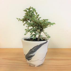 ミニ盆栽　斑入りベニシタン