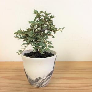 ミニ盆栽　斑入りベニシタン