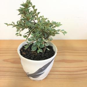 ミニ盆栽　斑入りベニシタン