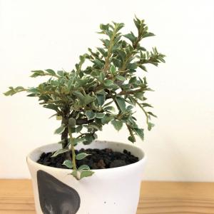 ミニ盆栽　斑入りベニシタン