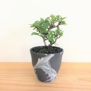 ミニ盆栽　ピラカンサ