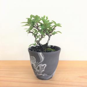 ミニ盆栽　ピラカンサ
