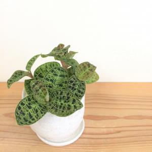 マゴデス・ペトラ
