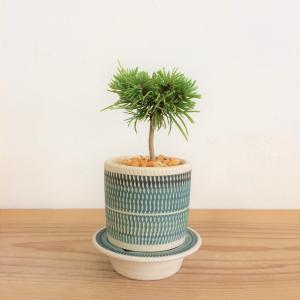 ミニ盆栽　五葉松　実生株