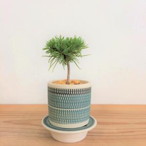 ミニ盆栽　五葉松　実生株