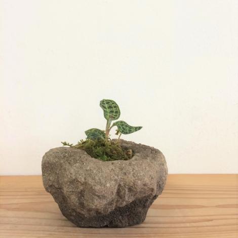 マゴデス・ペトラ　石鉢植え