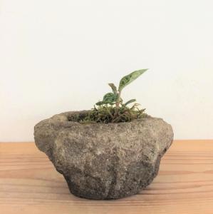 マゴデス・ペトラ　石鉢植え