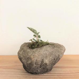 マゴデス・ペトラ　石鉢植え