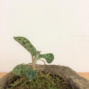 マゴデス・ペトラ　石鉢植え
