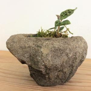 マゴデス・ペトラ　石鉢植え