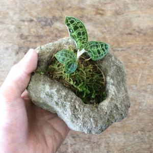 マゴデス・ペトラ　石鉢植え