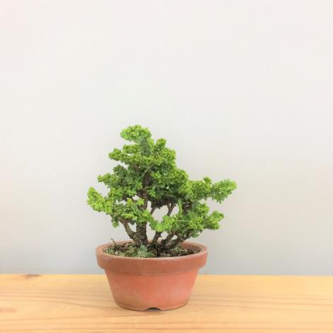 盆栽　石化桧　no.2