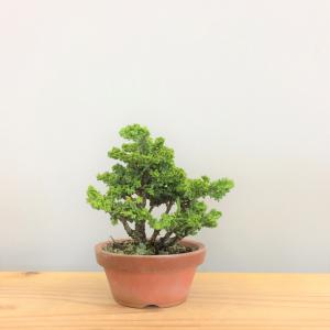 盆栽　石化桧　no.2