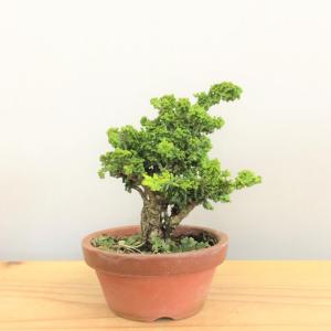 盆栽　石化桧　no.2