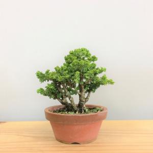 盆栽　石化桧　no.2