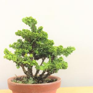 盆栽　石化桧　no.2