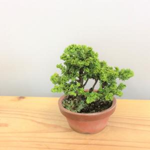 盆栽　石化桧　no.2