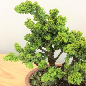 盆栽　石化桧　no.2