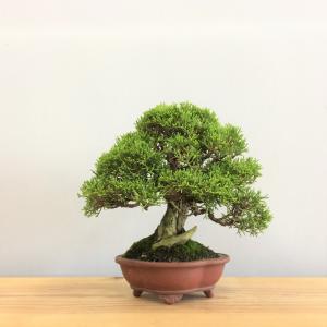 真柏・シンパク