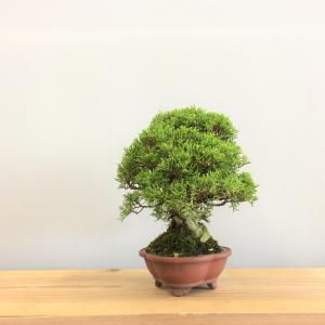 真柏・シンパク