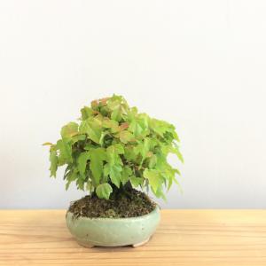 盆栽　楓