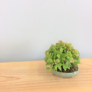 盆栽　楓