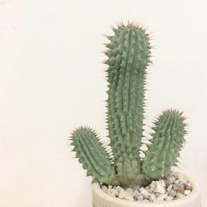 フーディア　ゴルドニー