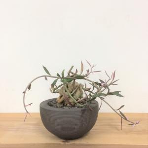 モナデニウム ルベルム