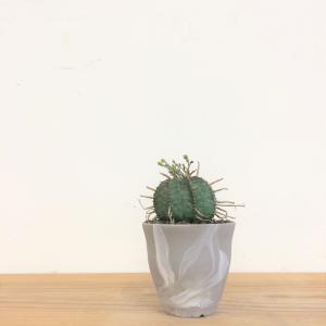 ユーフォルビア　バリダ