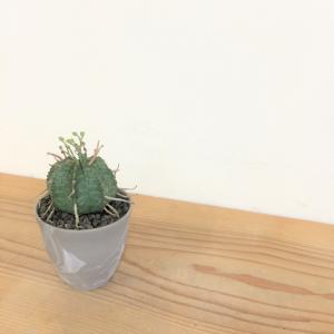 ユーフォルビア　バリダ
