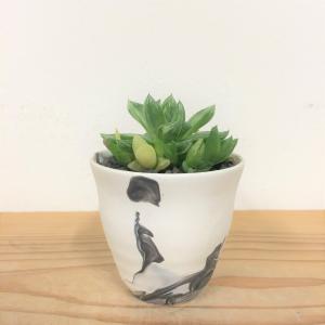 ハオルチア・京の華錦