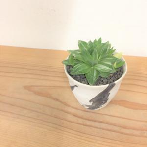 ハオルチア・京の華錦
