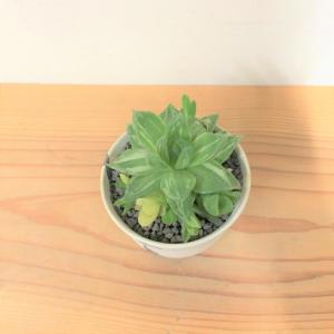 ハオルチア・京の華錦